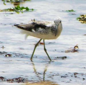 Common Greenshank