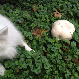 Giant Puffball