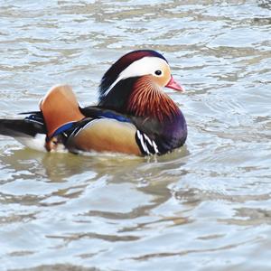 Mandarin Duck