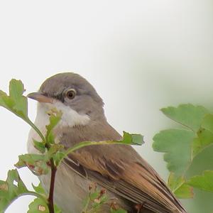 Common Whitethroat