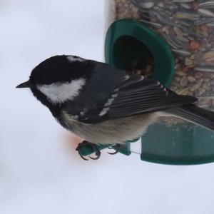 Coal Tit