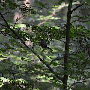 Eurasian Bullfinch