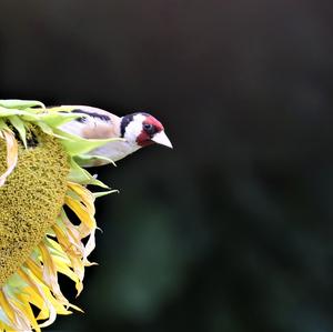 European Goldfinch