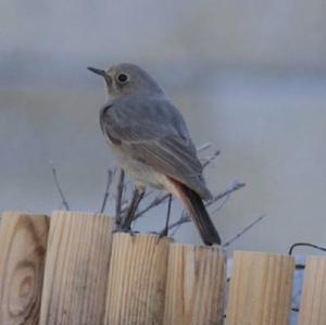 Black Redstart