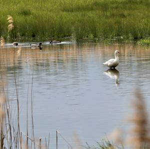 Greylag Goose