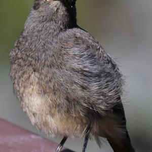 Black Redstart