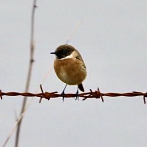 European stonechat