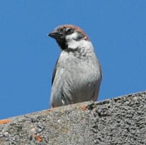 House Sparrow