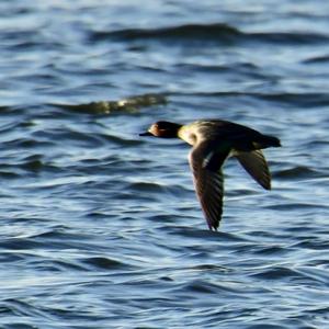 Eurasian Wigeon