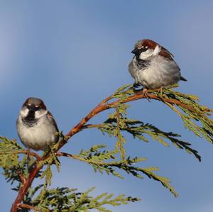 House Sparrow