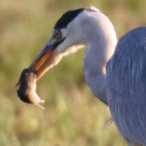 Grey Heron