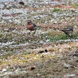 House Finch