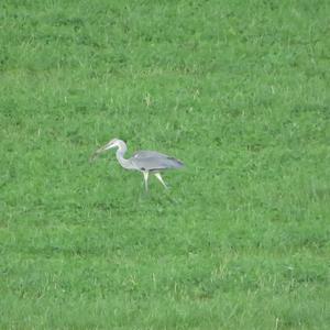 Grey Heron