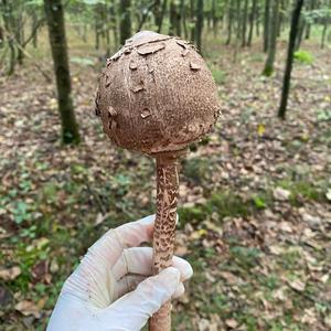 Parasol Mushroom