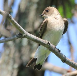 Northern Rough-winged Swallow