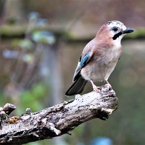 Eurasian Jay