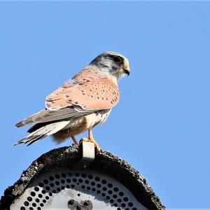 Common Kestrel