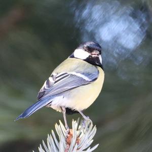 Great Tit