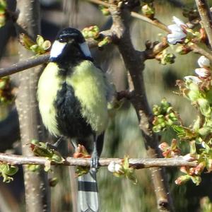 Great Tit