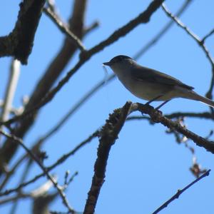 Blackcap