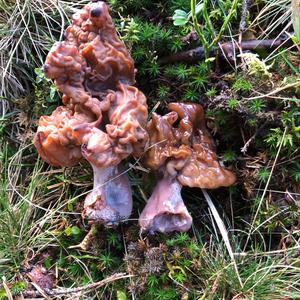 Smooth-stalked Helvella