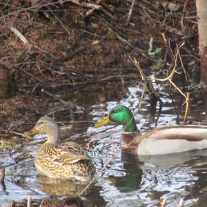 Mallard