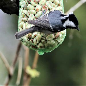 Coal Tit