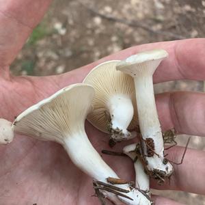 Sweetbread Mushroom