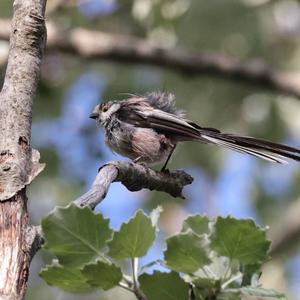 Long-tailed Tit