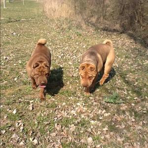 Shar-Pei