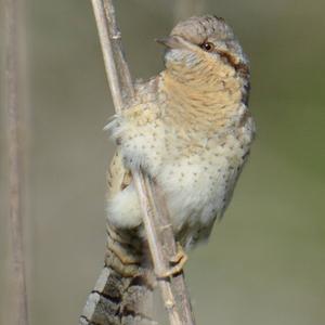 Eurasian Wryneck