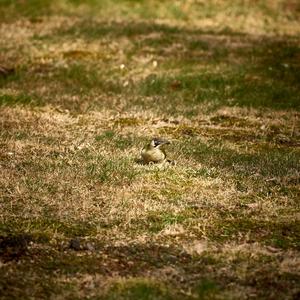 Eurasian Green Woodpecker