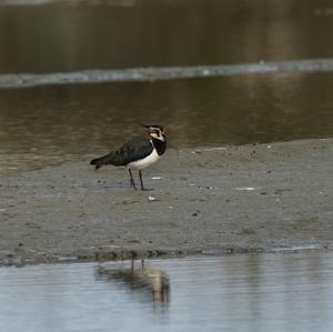 Northern Lapwing