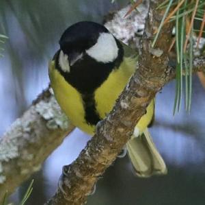 Great Tit