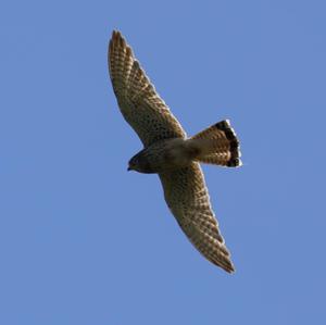 Common Kestrel