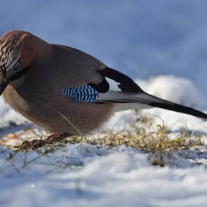 Eurasian Jay