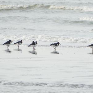 Eurasian Oystercatcher