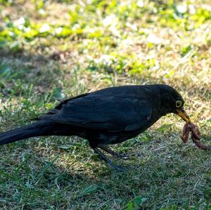 Eurasian Blackbird