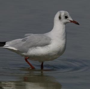 Black-headed Gull