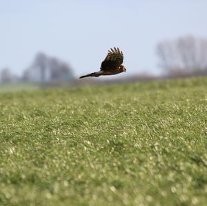 Northern Harrier