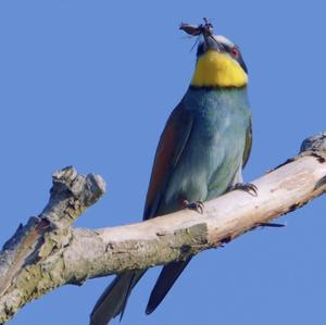 European Bee-eater