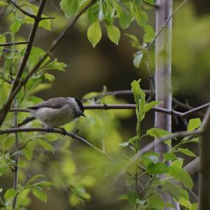 Willow Tit