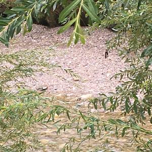 White-throated Dipper