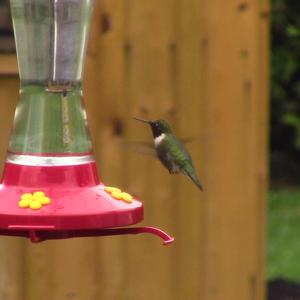 Ruby-throated Hummingbird