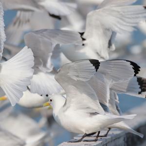 Black-legged Kittiwake