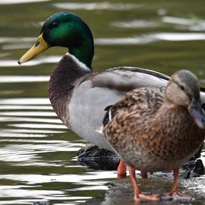 Mallard