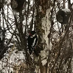 Great Spotted Woodpecker