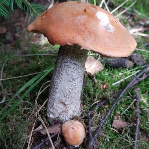 Orange Birch Bolete