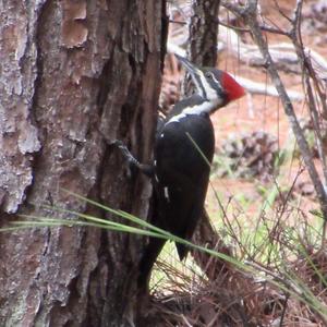 Pileated Woodpecker