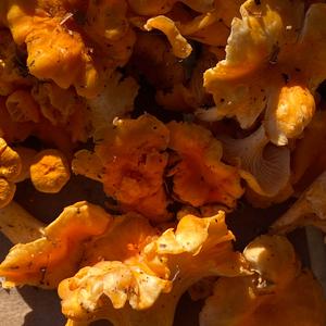 Chanterelle, Common